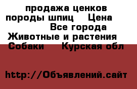 продажа ценков породы шпиц  › Цена ­ 35 000 - Все города Животные и растения » Собаки   . Курская обл.